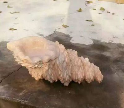 室內擺放的花崗巖石雕創(chuàng  )意海螺雕塑